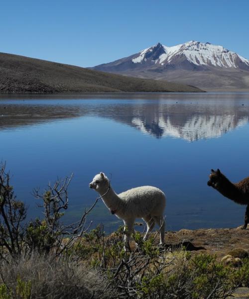 Viaje a Atacama, Lagunas Altiplánicas - Salar de Atacama - Arqueológico (4 dí­as/3 noches)